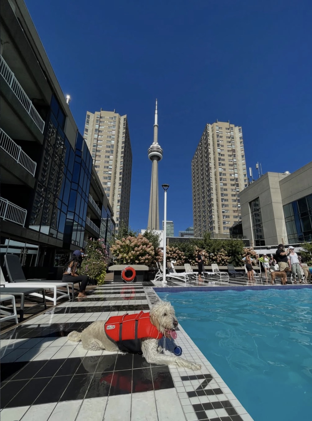Guest relaxing at the rooftop pool with the CN Tower rising directly behind it